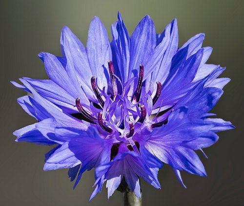 Cornflower